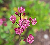 ASTRANTIA MAJOR RUBY WEDDING