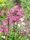 ASTRANTIA MAJOR RUBY WEDDING