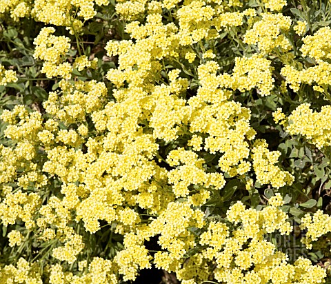 AURINIA_SAXATILIS_CITRINA