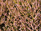 CALLUNA VULGARIS BLAZEAWAY