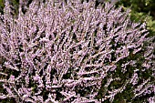 CALLUNA VULGARIS COUNTY WICKLOW