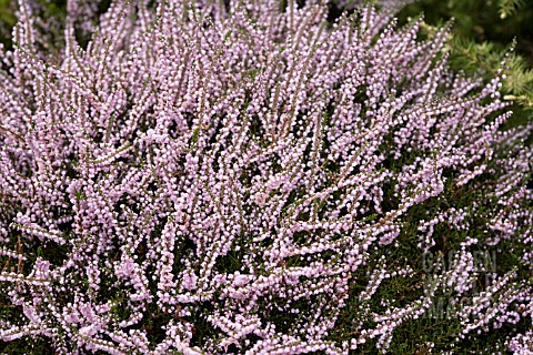 CALLUNA_VULGARIS_COUNTY_WICKLOW