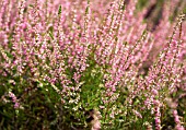 CALLUNA VULGARIS PETER SPARKES