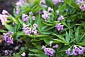 CARDAMINE PENTAPHYLLOS