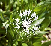CENTAUREA LADY FLORENCE HASTINGS