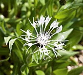 CENTAUREA LADY FLORENCE HASTINGS