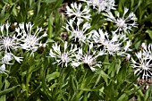 CENTAUREA LADY FLORENCE HASTINGS