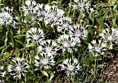 CENTAUREA MONTANA ALBA