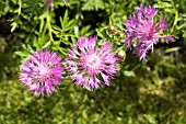 CENTAUREA RIGIDIFOLIA