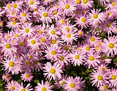 CHRYSANTHEMUM COTTAGE PINK