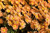 CHRYSANTHEMUM COTTAGE APRICOT