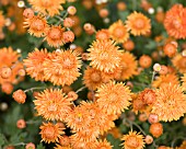 CHRYSANTHEMUM PAUL BOSSIER