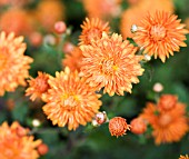 CHRYSANTHEMUM PAUL BOSSIER