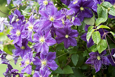 CLEMATIS_WISLEY