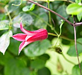 CLEMATIS PRINCESS DIANA