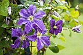 CLEMATIS WISLEY