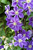 CLEMATIS WISLEY