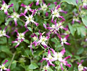 CLEMATIS X TRITERNATA RUBROMARGINATA