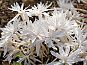 COLCHICUM AUTUMNALE ALBOPLENUM