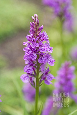 DACTYLORHIZA_FORMA