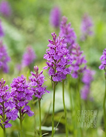 DACTYLORHIZA_FORMA