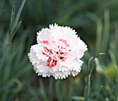 DIANTHUS DANCING QUEEN