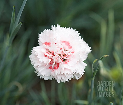 DIANTHUS_DANCING_QUEEN