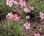 DIANTHUS FAIR FOLLLY