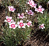 DIANTHUS FAIR FOLLLY