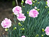 DIANTHUS ICED GEM