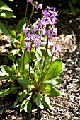 DODECATHEON MEDIA