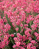 ERICA CINEREA MRS E.A. MITCHELL