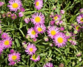 ERIGERON UNITY