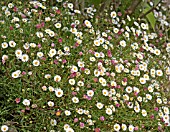 ERIGERON KARVINSKIANUS