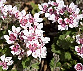 ERODIUM TRIFOLIUM