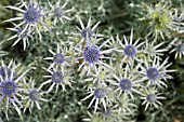 ERYNGIUM BOURGATII