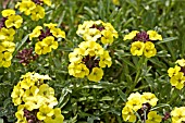 ERYSIMUM MOONLIGHT