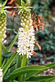 EUCOMIS COMOSA