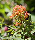 EUPHORBIA GRIFFITHII FIREGLOW