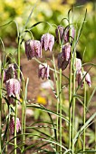 FRITILLARIA MELEAGRIS