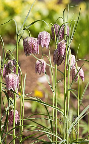 FRITILLARIA_MELEAGRIS