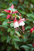 FUSCHIA SNOWCAP