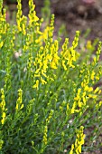 GENISTA TINCTORIA GOLD PLATE