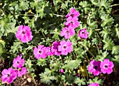 GERANIUM CINEREUM JANETTE