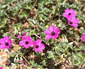 GERANIUM CINEREUM VIOLACEUM