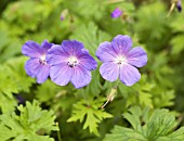 GERANIUM HIMALAYENSE BABY BLUE