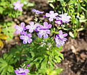 GERANIUM SYLVATICUM MAYFLOWER