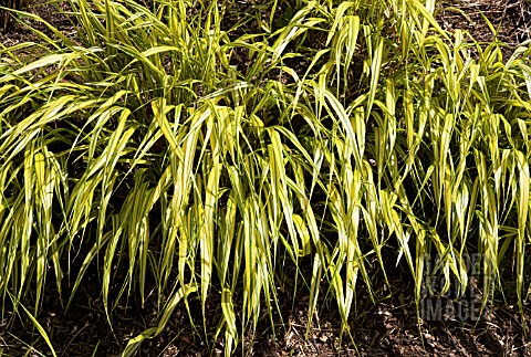 HAKONECHLOA_MACRA_ALBOAUREA