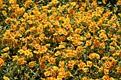 HELIANTHEMUM BEN AFFLECK