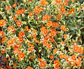 HELIANTHEMUM CONSEQUENTIAL